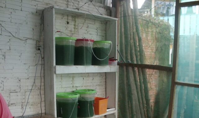 Proyecto spirulina en Iquitos 3