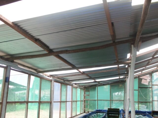 Proyecto spirulina en Iquitos 5
