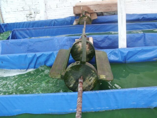 Proyecto spirulina en Iquitos 8