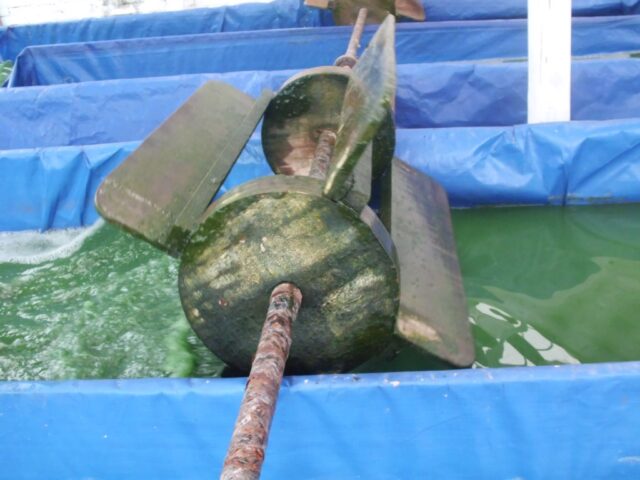 Proyecto spirulina en Iquitos 9