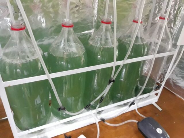 Spirulina-Bolivia1