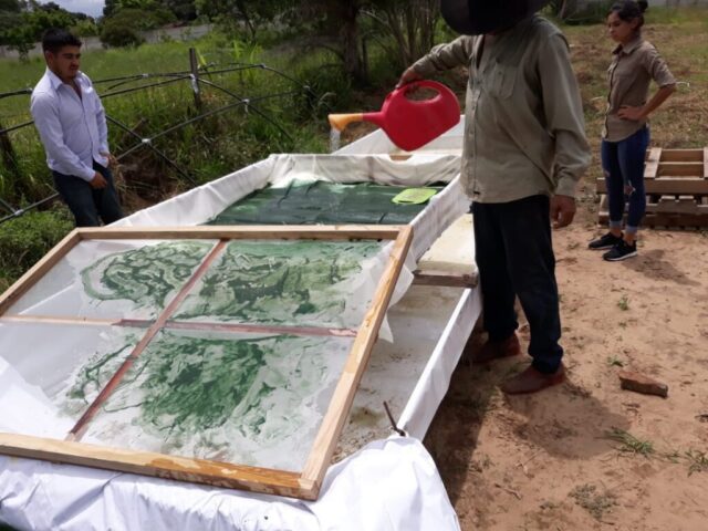 Spirulina-Bolivia14