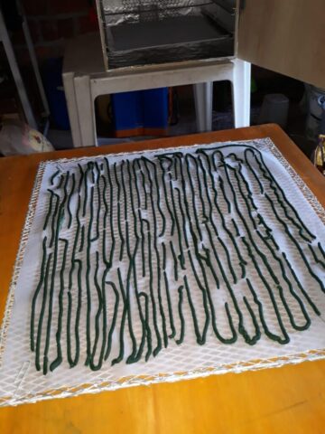 Spirulina-Bolivia17