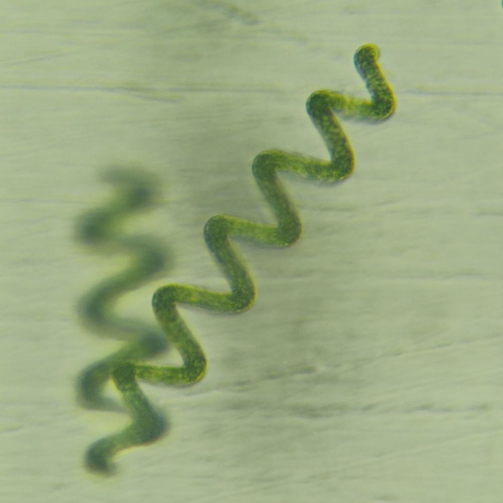 espirulina platensis