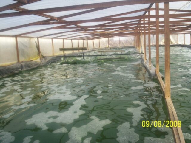 proyecto-Spirulina-Arequipa-10