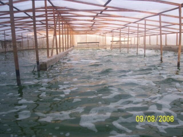 proyecto-Spirulina-Arequipa-11