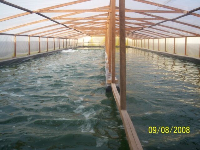 proyecto-Spirulina-Arequipa-12