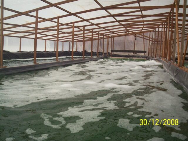 proyecto-Spirulina-Arequipa-13