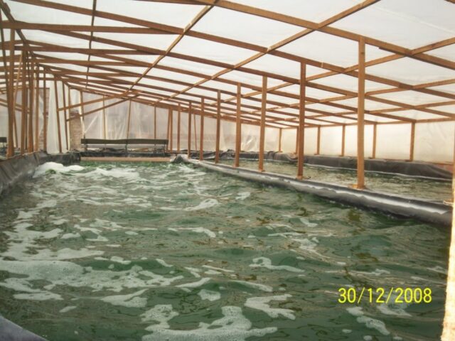 proyecto-Spirulina-Arequipa-14