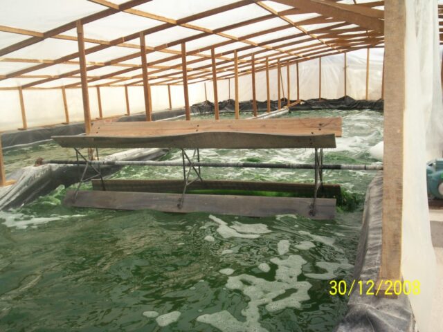 proyecto-Spirulina-Arequipa-16
