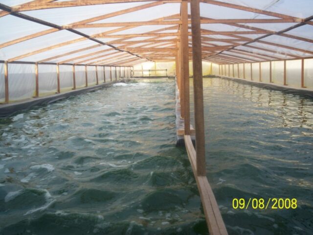 proyecto-Spirulina-Arequipa-21