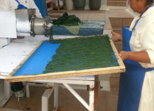 proyecto-Spirulina-Arequipa-25