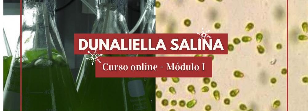 cultivo de microalga Dunaliella Salina